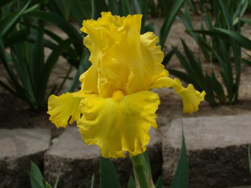 Photo of Tall Bearded Iris (Iris 'Golden Road') uploaded by Betja
