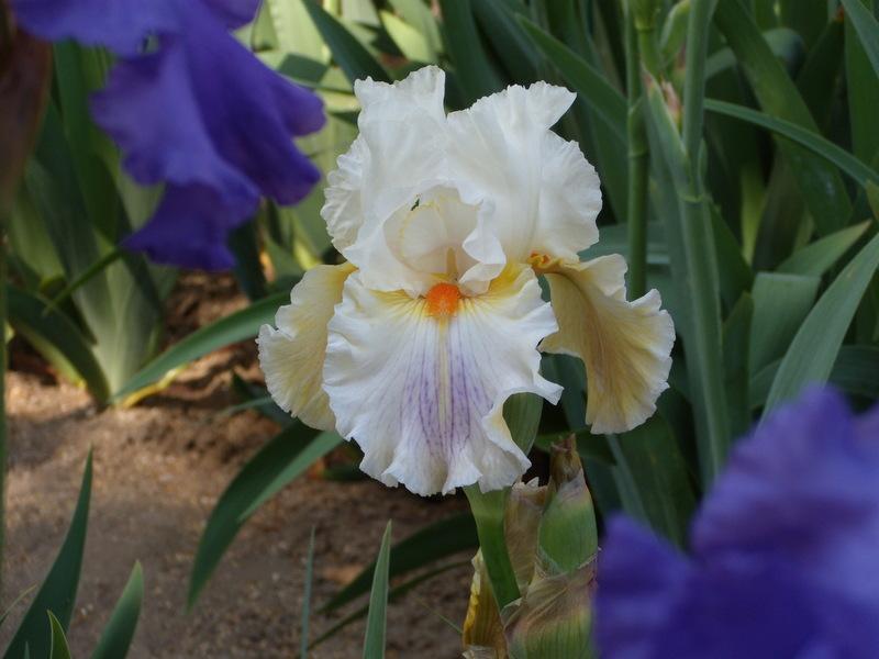 Photo of Tall Bearded Iris (Iris 'Quandary') uploaded by Betja