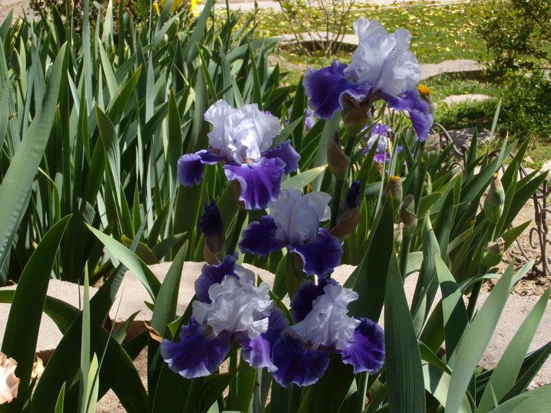 Photo of Tall Bearded Iris (Iris 'Snow Melt') uploaded by Betja