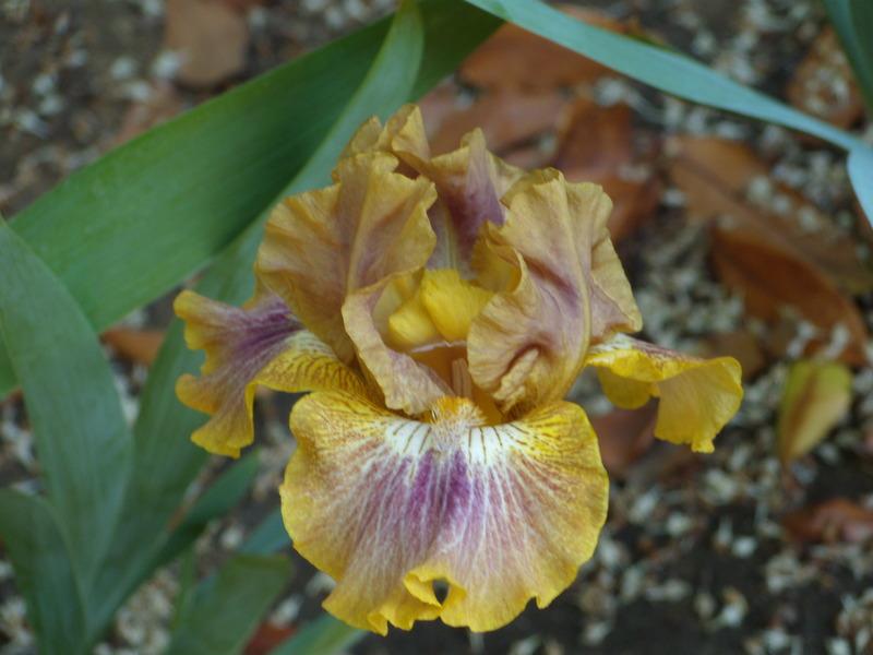 Photo of Intermediate Bearded Iris (Iris 'Touch of Tuscany') uploaded by Betja