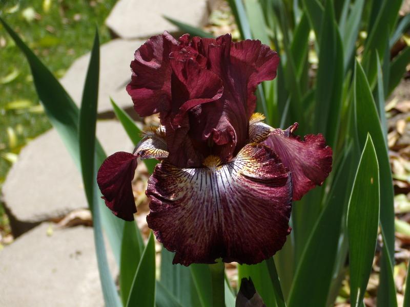 Photo of Tall Bearded Iris (Iris 'Double Down') uploaded by Betja