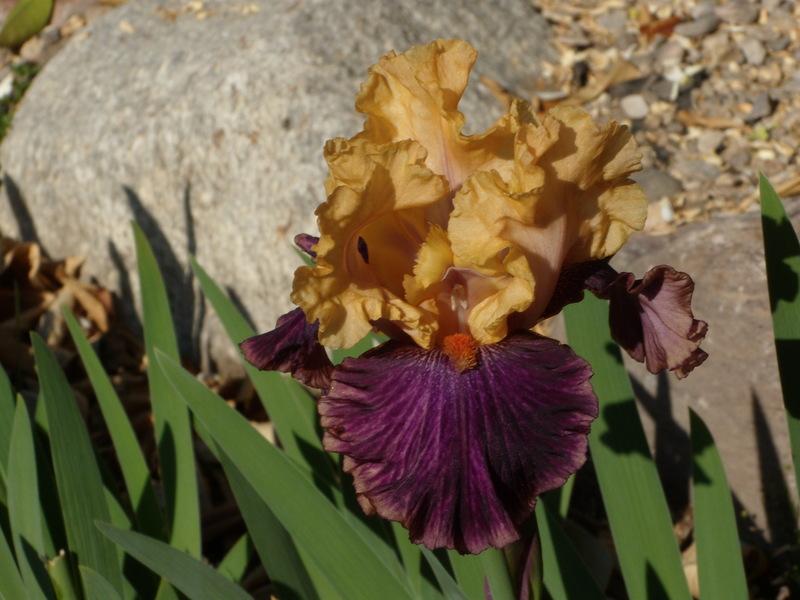 Photo of Border Bearded Iris (Iris 'Fruit Stripe') uploaded by Betja
