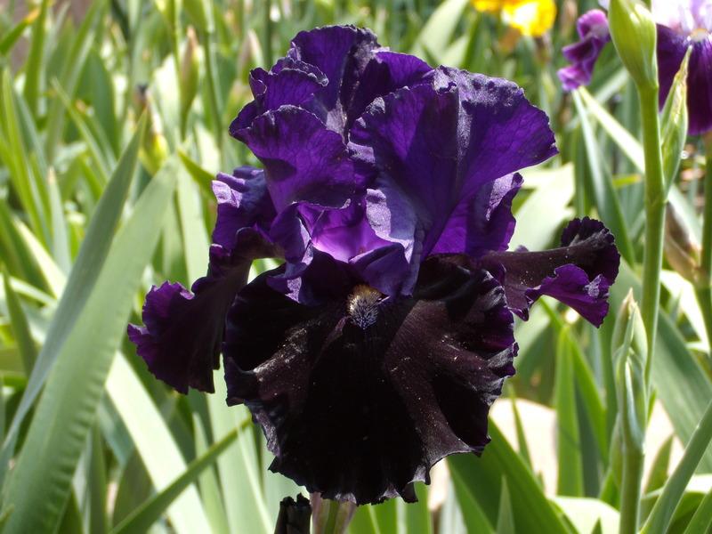 Photo of Tall Bearded Iris (Iris 'Midnight Cowboy') uploaded by Betja