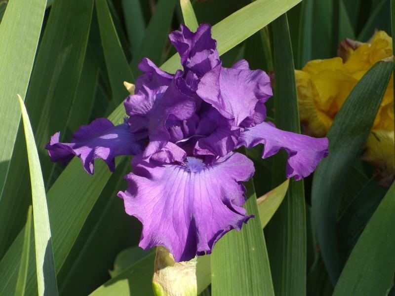 Photo of Tall Bearded Iris (Iris 'Bruce') uploaded by Betja