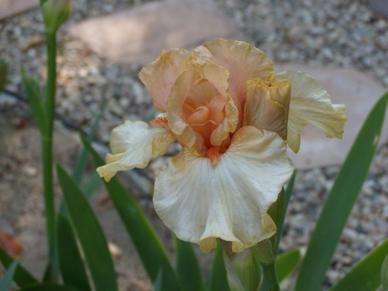 Photo of Border Bearded Iris (Iris 'Bundle of Love') uploaded by Betja