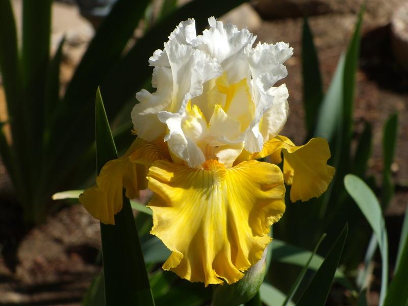 Photo of Tall Bearded Iris (Iris 'Alpine Harmony') uploaded by Betja
