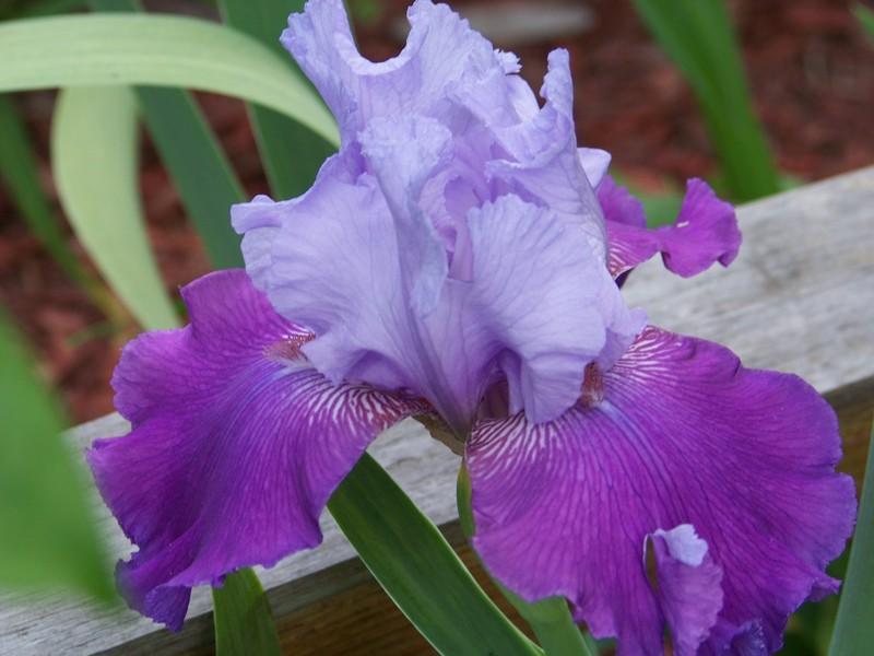 Photo of Tall Bearded Iris (Iris 'Carl and Sissy') uploaded by mattsmom