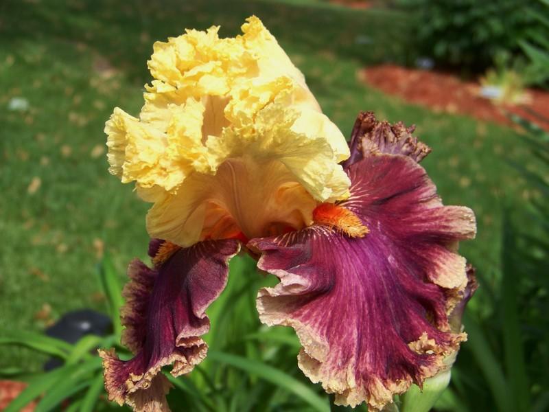 Photo of Tall Bearded Iris (Iris 'Decadence') uploaded by mattsmom