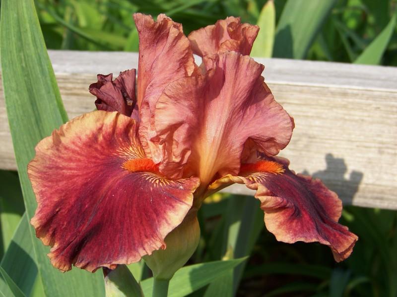 Photo of Tall Bearded Iris (Iris 'Drinks at Sunset') uploaded by mattsmom