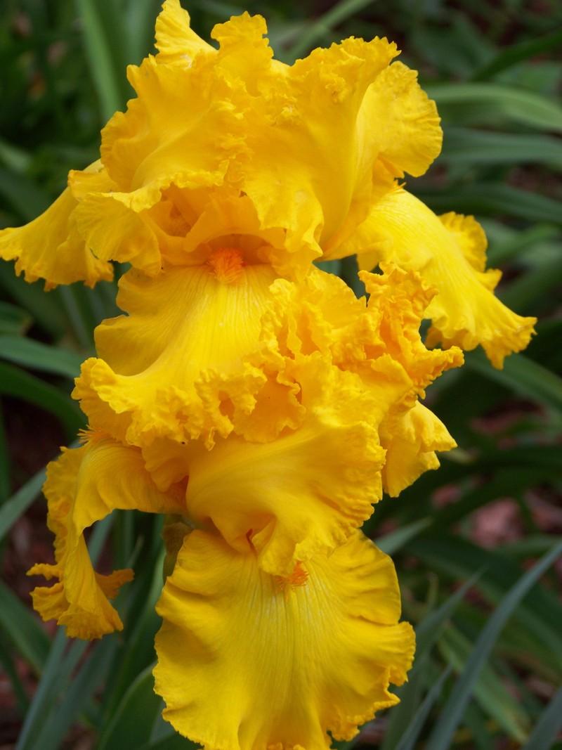 Photo of Tall Bearded Iris (Iris 'Amarillo Frills') uploaded by mattsmom