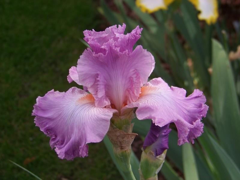 Photo of Tall Bearded Iris (Iris 'Vienna Waltz') uploaded by mattsmom
