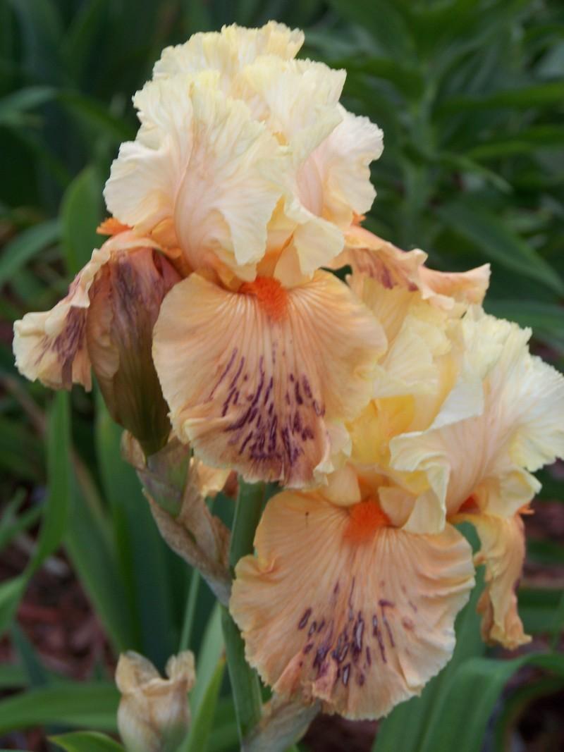 Photo of Tall Bearded Iris (Iris 'Rare Find') uploaded by mattsmom