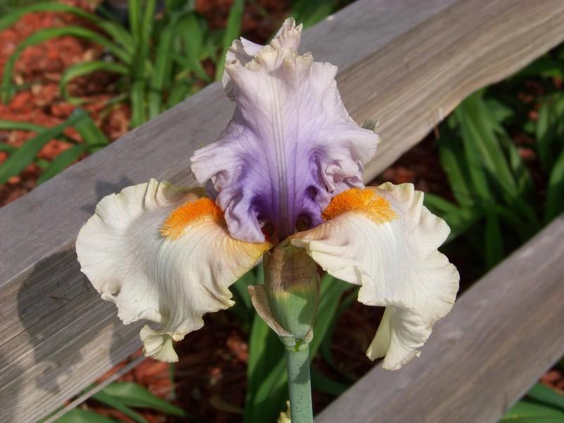Photo of Tall Bearded Iris (Iris 'Opposing Forces') uploaded by mattsmom