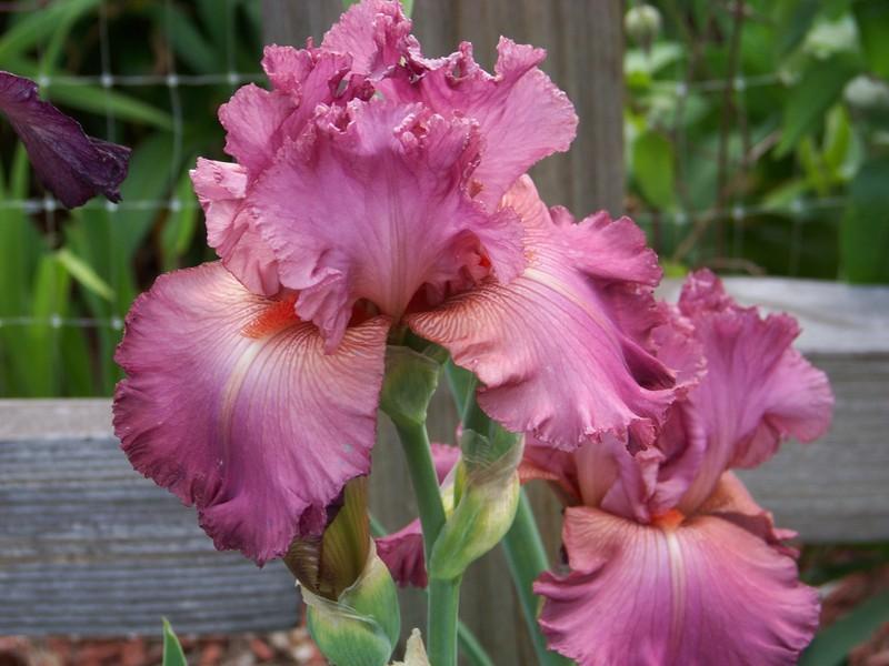 Photo of Tall Bearded Iris (Iris 'Prestige Item') uploaded by mattsmom