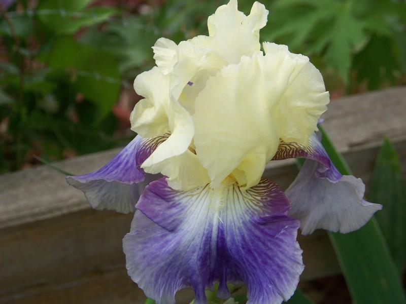 Photo of Tall Bearded Iris (Iris 'Seakist') uploaded by mattsmom