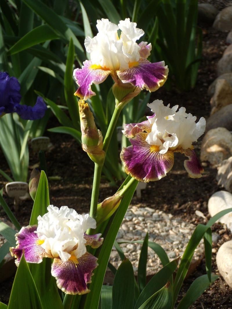 Photo of Tall Bearded Iris (Iris 'Sordid Lives') uploaded by Betja