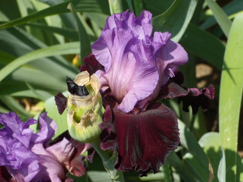 Photo of Tall Bearded Iris (Iris 'Italian Velvet') uploaded by Betja