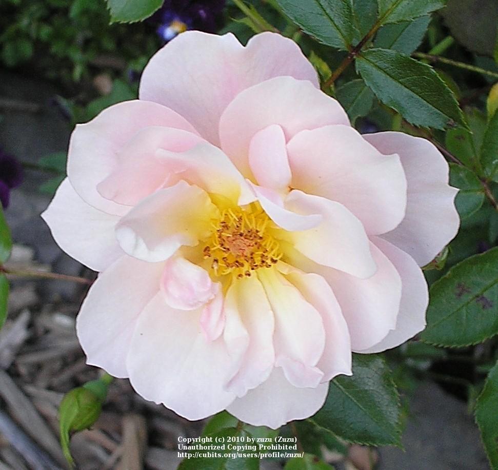 Photo of Rose (Rosa 'Sussex') uploaded by zuzu