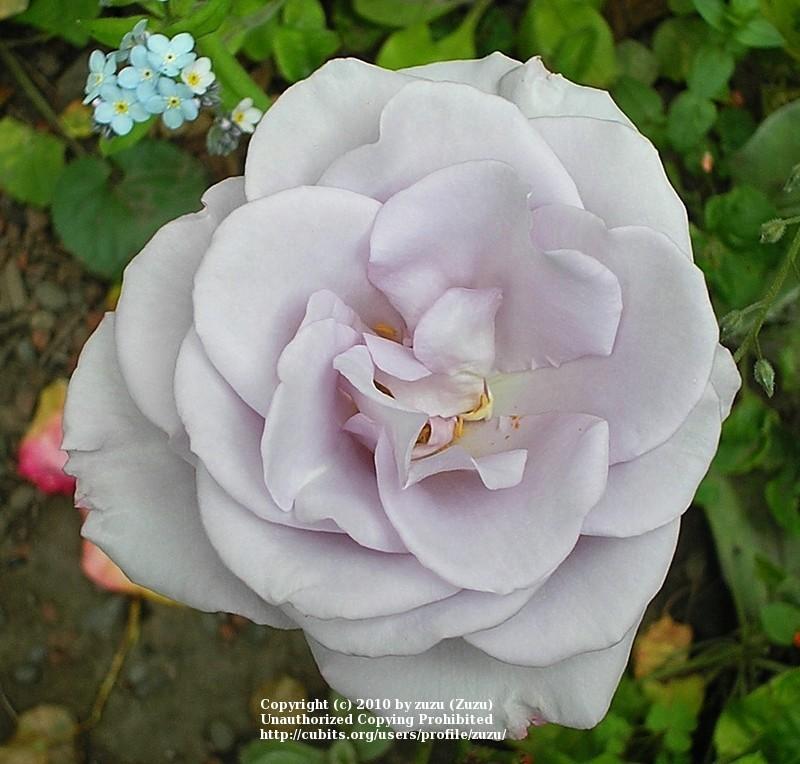 Photo of Rose (Rosa 'Tarde Gris') uploaded by zuzu