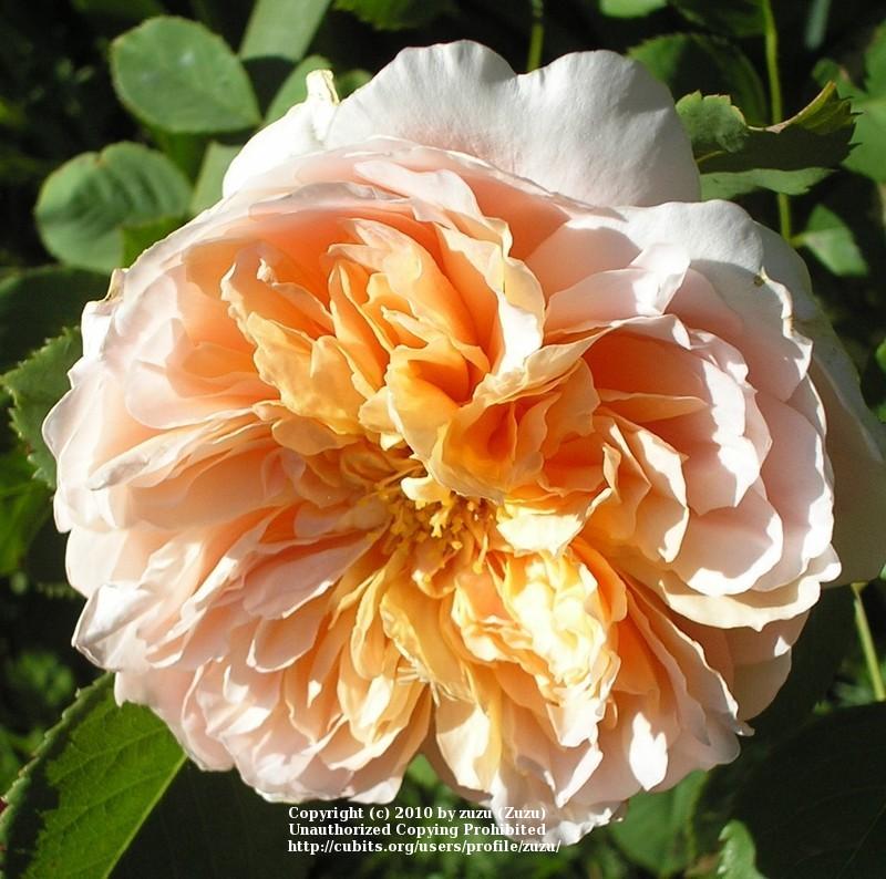 Photo of Rose (Rosa 'Tea Clipper') uploaded by zuzu