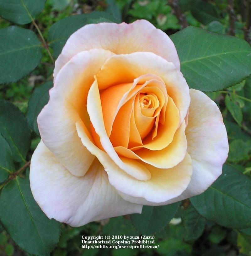 Photo of Rose (Rosa 'Tahitian Sunset') uploaded by zuzu
