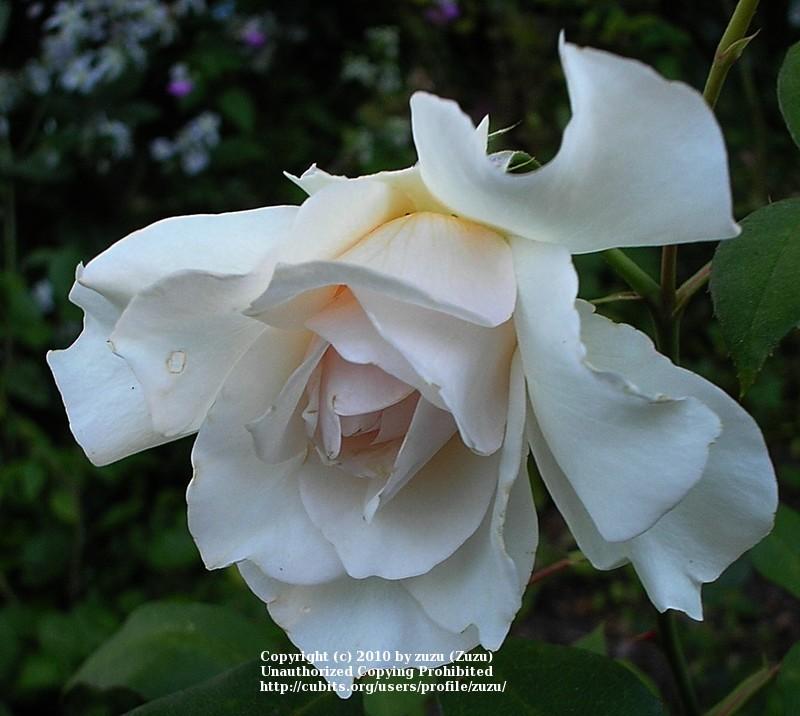 Photo of Rose (Rosa 'Taischa') uploaded by zuzu