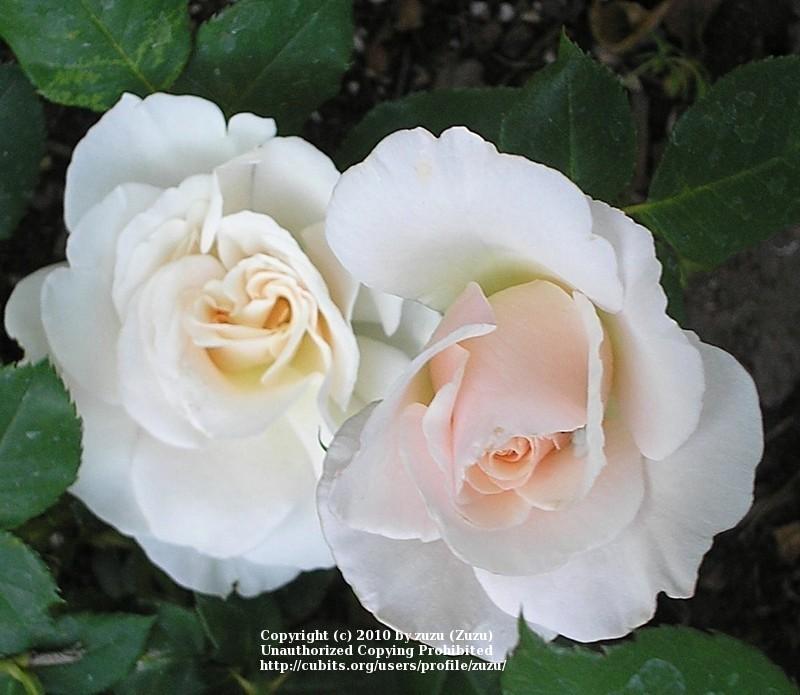 Photo of Rose (Rosa 'French Lace') uploaded by zuzu