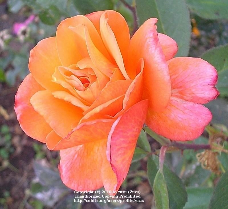 Photo of Rose (Rosa 'Tequila Sunrise') uploaded by zuzu