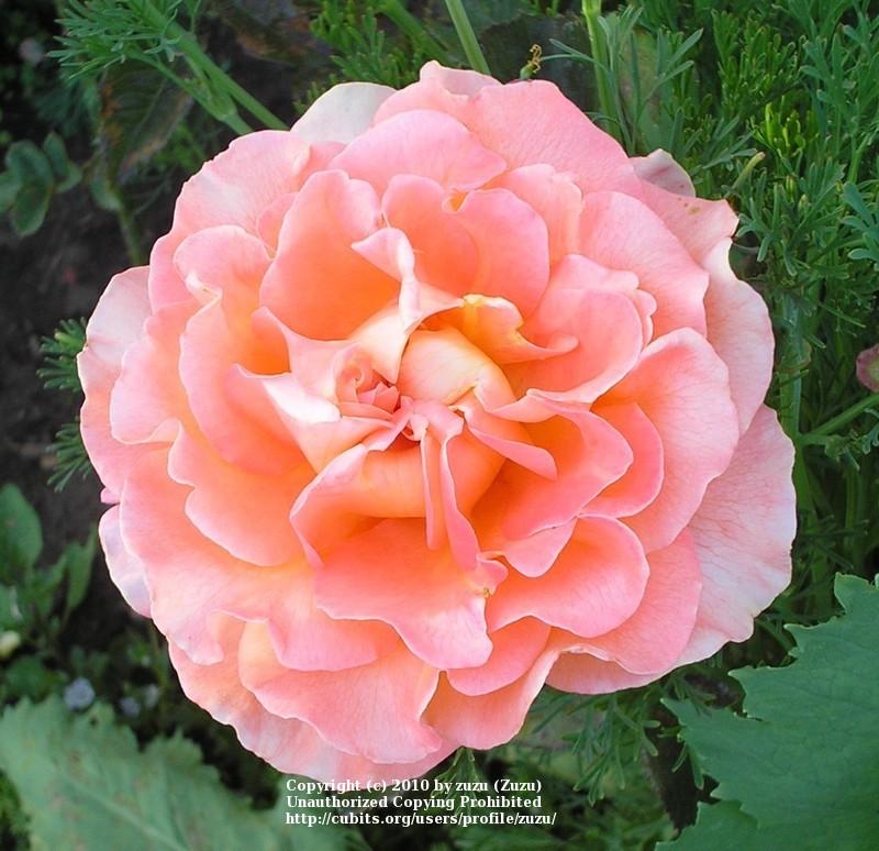 Photo of Rose (Rosa 'Tea Time') uploaded by zuzu