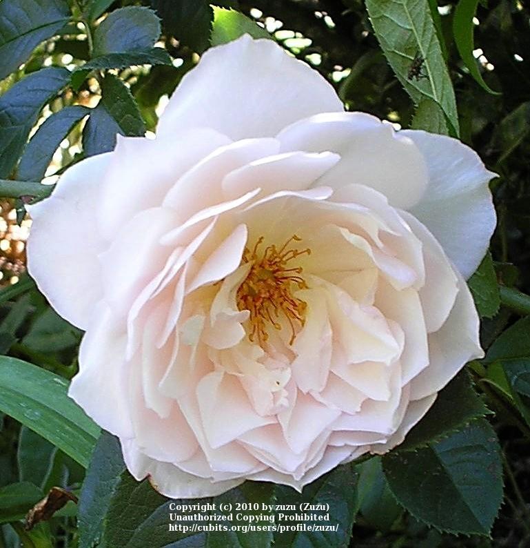 Photo of Rose (Rosa 'The Generous Gardener') uploaded by zuzu