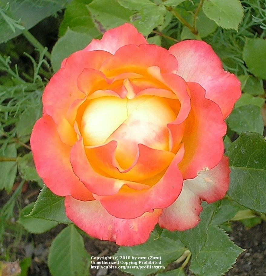 Photo of Rose (Rosa 'Tequila Sunrise') uploaded by zuzu