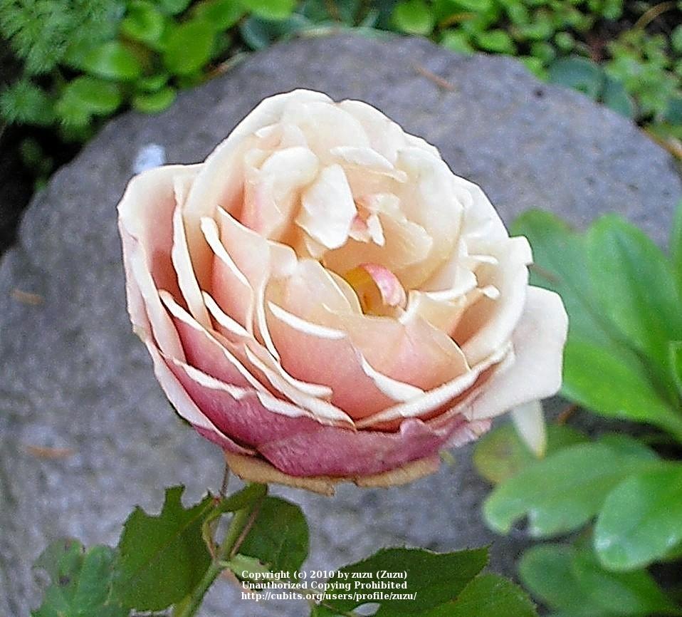 Photo of Rose (Rosa 'Tom Brown') uploaded by zuzu