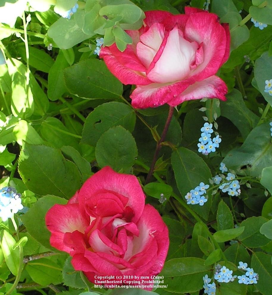 Photo of Rose (Rosa 'Traviata') uploaded by zuzu