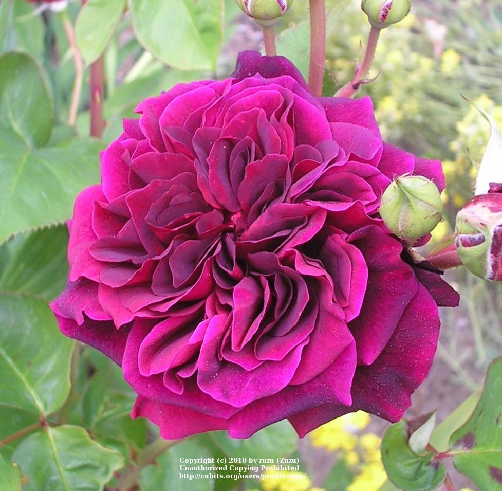 Photo of Rose (Rosa 'Tradescant') uploaded by zuzu