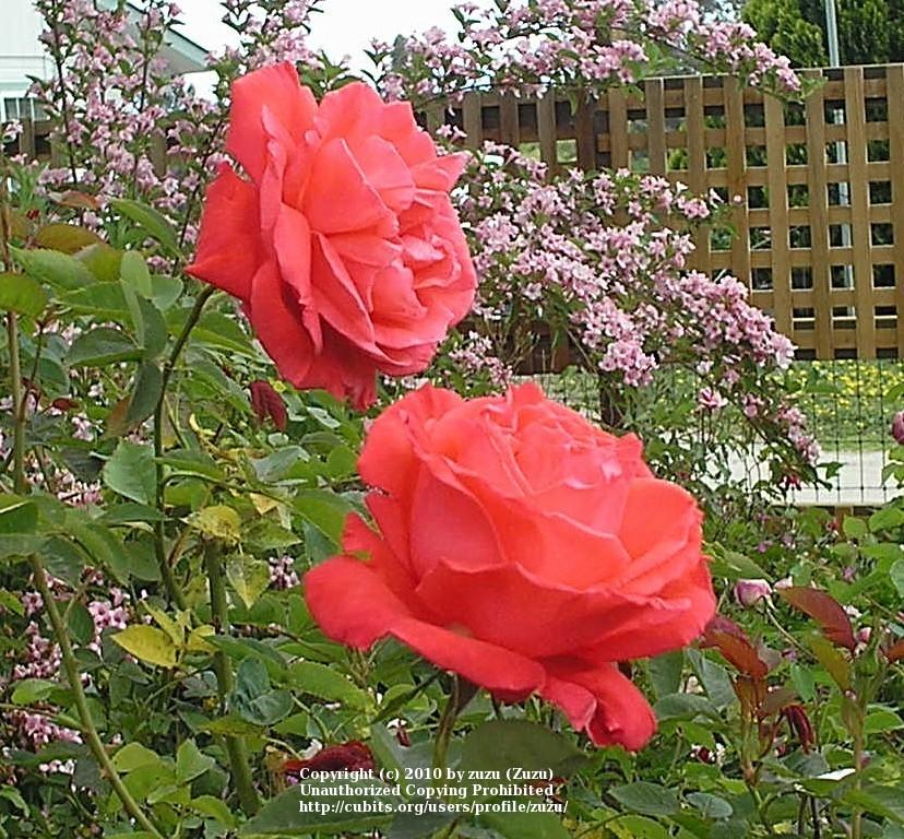 Photo of Rose (Rosa 'Tropicana') uploaded by zuzu