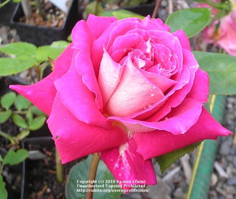 Photo of Rose (Rosa 'Trade Winds') uploaded by zuzu