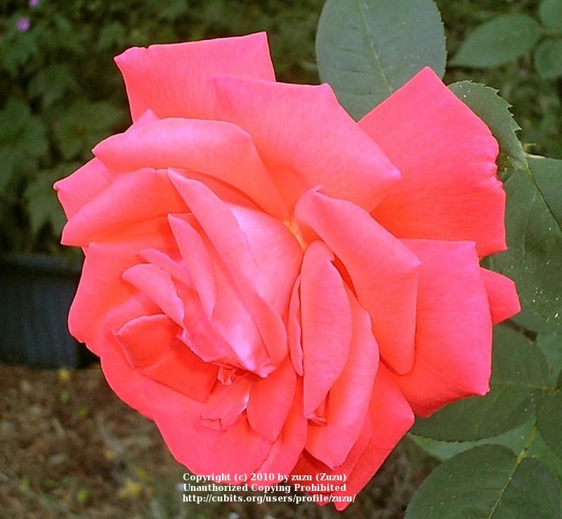 Photo of Rose (Rosa 'Tropicana') uploaded by zuzu