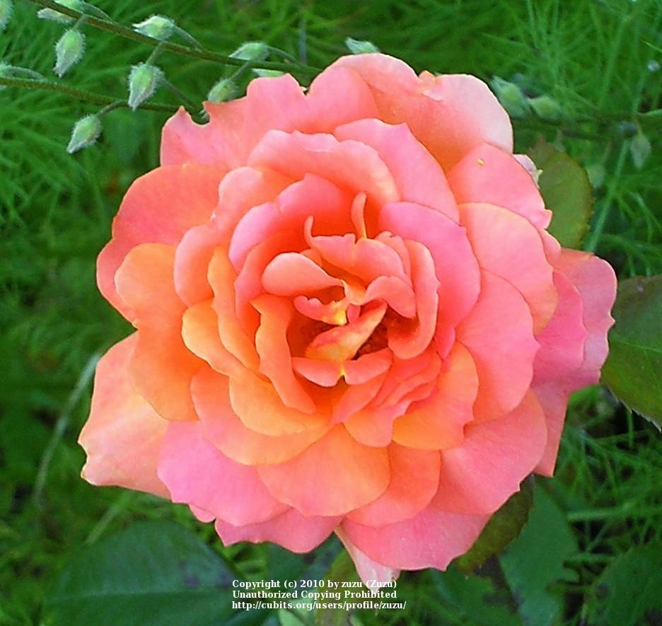 Photo of Rose (Rosa 'Veldfire') uploaded by zuzu