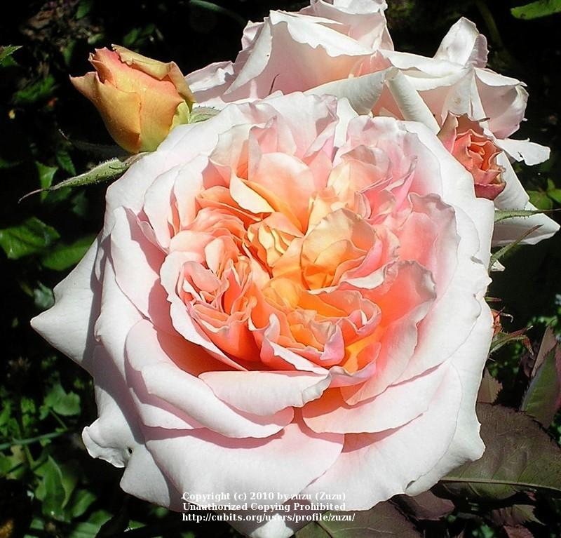 Photo of Rose (Rosa 'Versigny') uploaded by zuzu