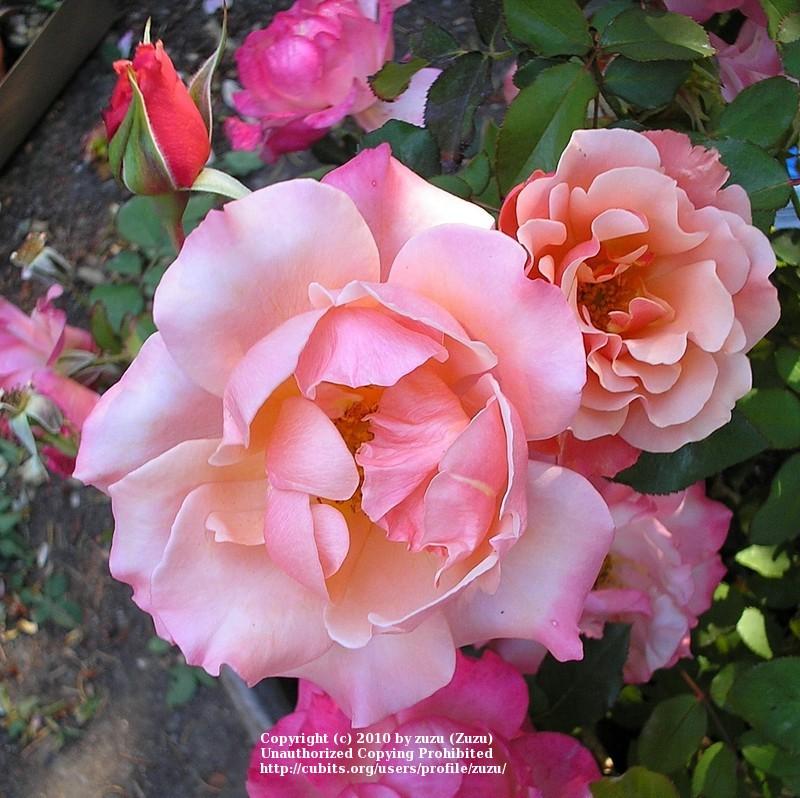 Photo of Rose (Rosa 'Tuscan Sun') uploaded by zuzu