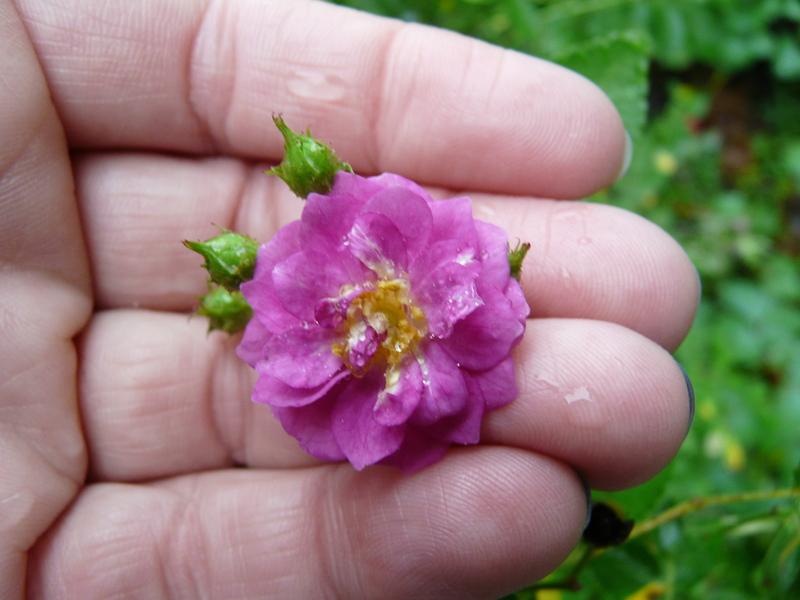 Photo of Rose (Rosa 'Blue Mist') uploaded by kassiap