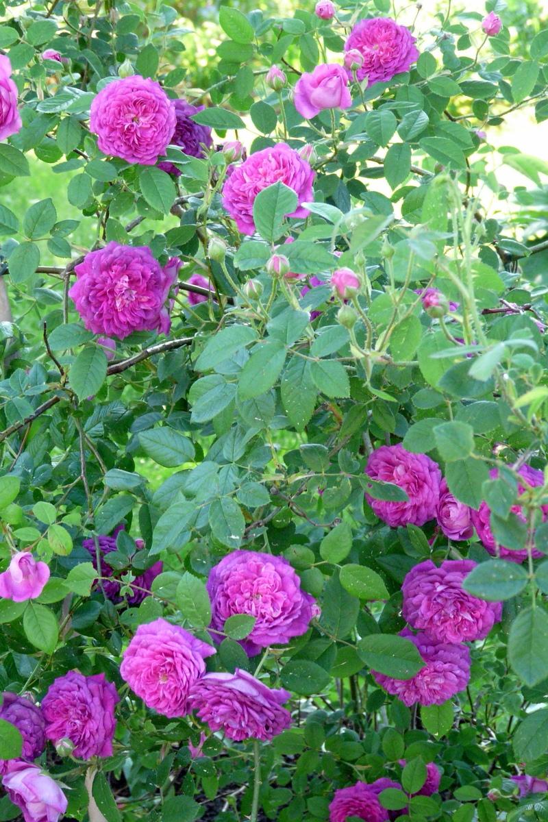 Photo of Rose (Rosa 'Belle de Crecy') uploaded by kassiap