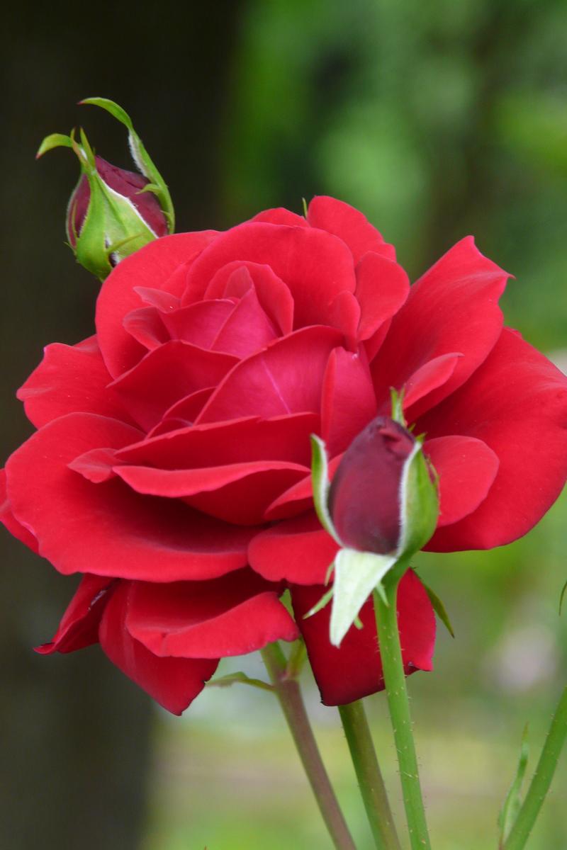 Photo of Rose (Rosa 'Isabel Renaissance') uploaded by kassiap