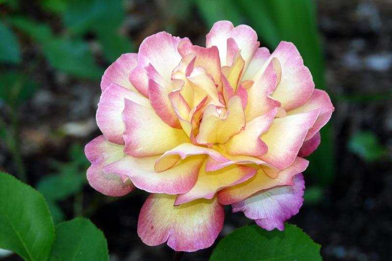 Photo of Rose (Rosa 'Fantastique') uploaded by kassiap