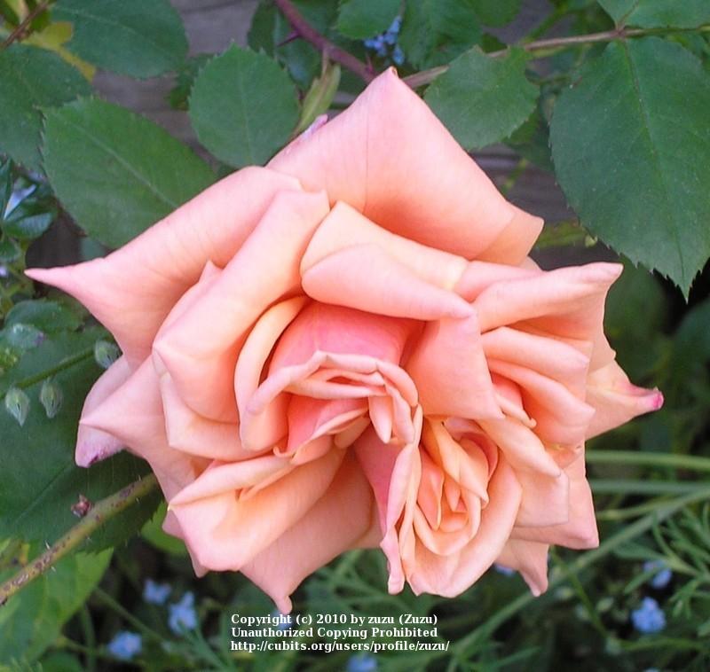 Photo of Rose (Rosa 'Vesper') uploaded by zuzu