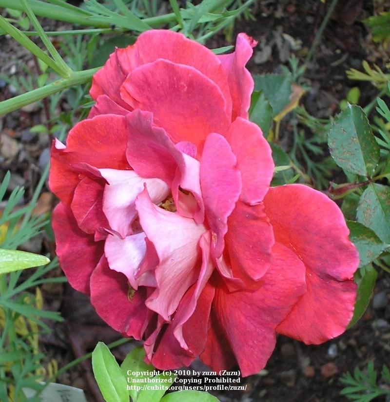 Photo of Rose (Rosa 'Victoriana') uploaded by zuzu