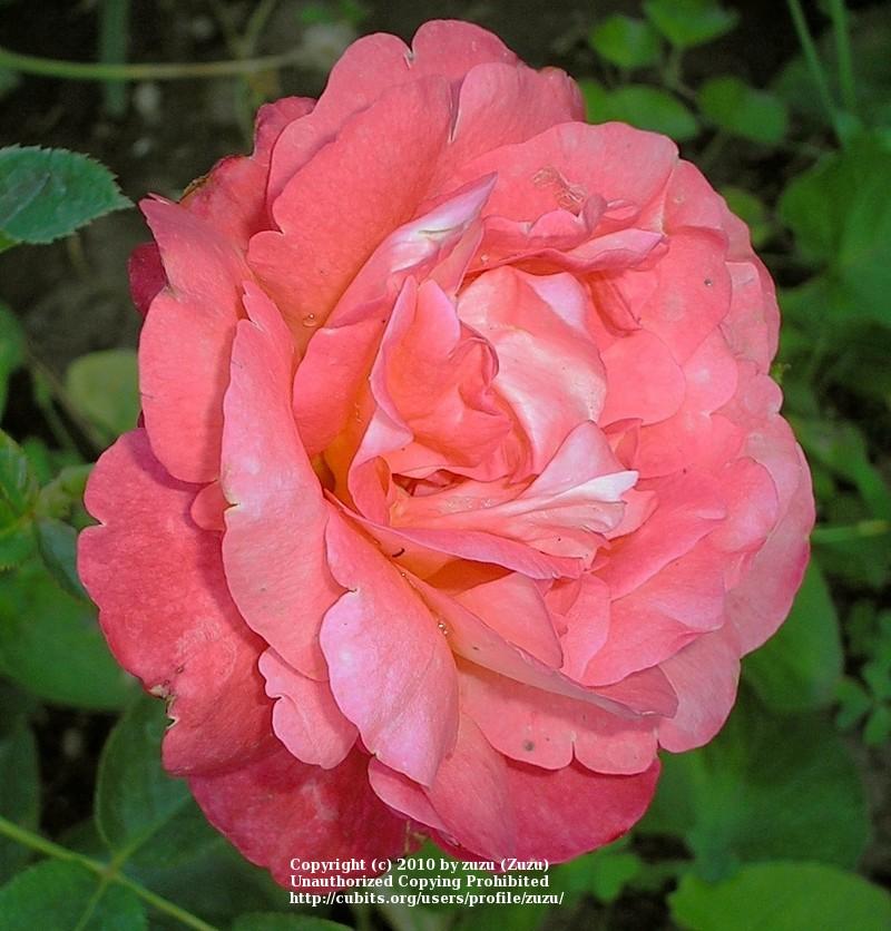 Photo of Rose (Rosa 'Voodoo') uploaded by zuzu