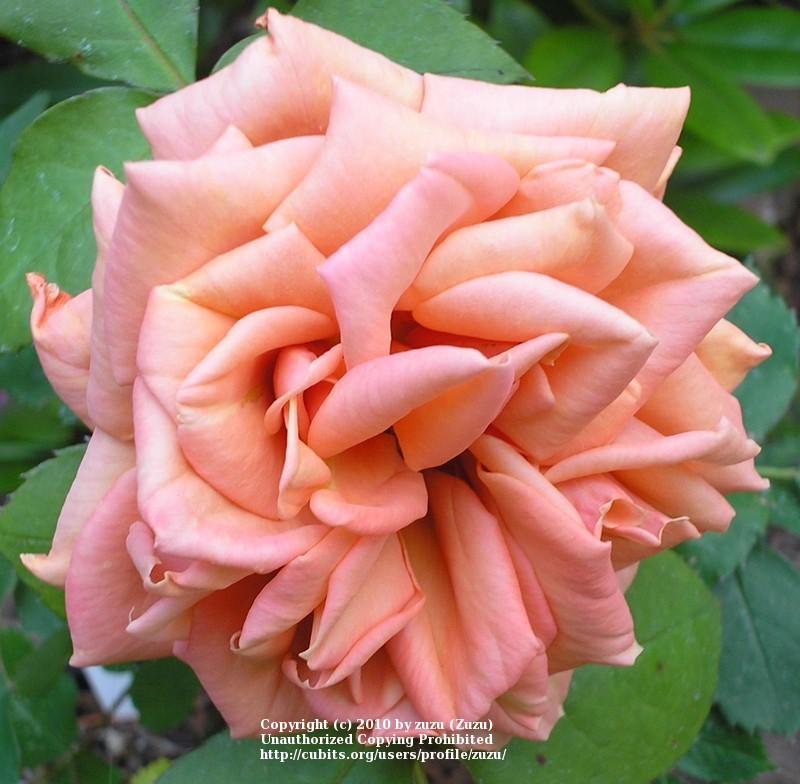 Photo of Rose (Rosa 'Vesper') uploaded by zuzu