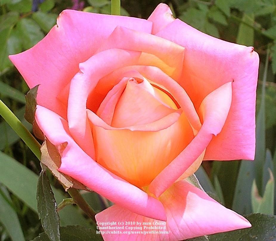 Photo of Rose (Rosa 'Victor Borge') uploaded by zuzu