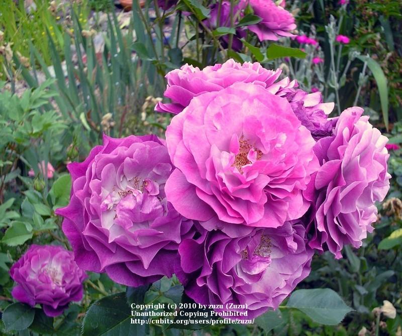 Photo of Rose (Rosa 'Wild Blue Yonder') uploaded by zuzu